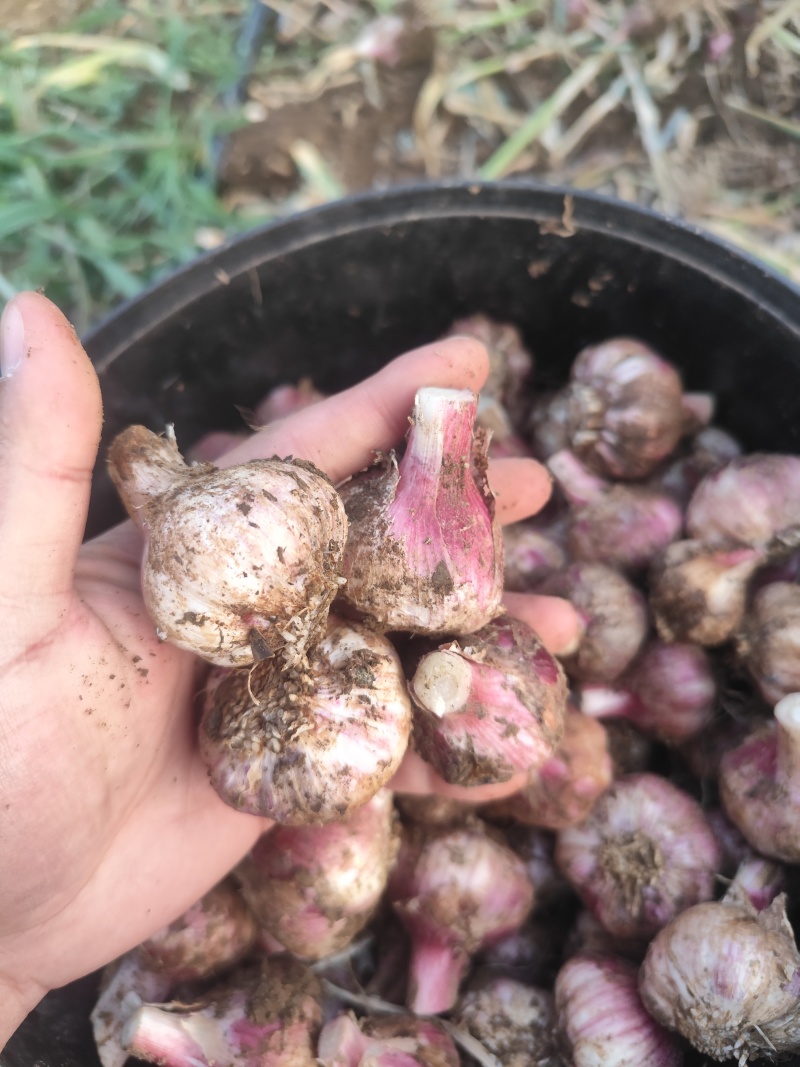 紫皮大蒜大量上市