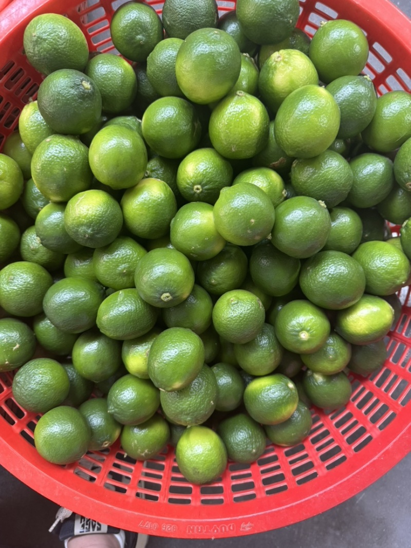 无子青柠