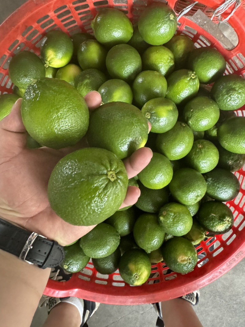 无子青柠