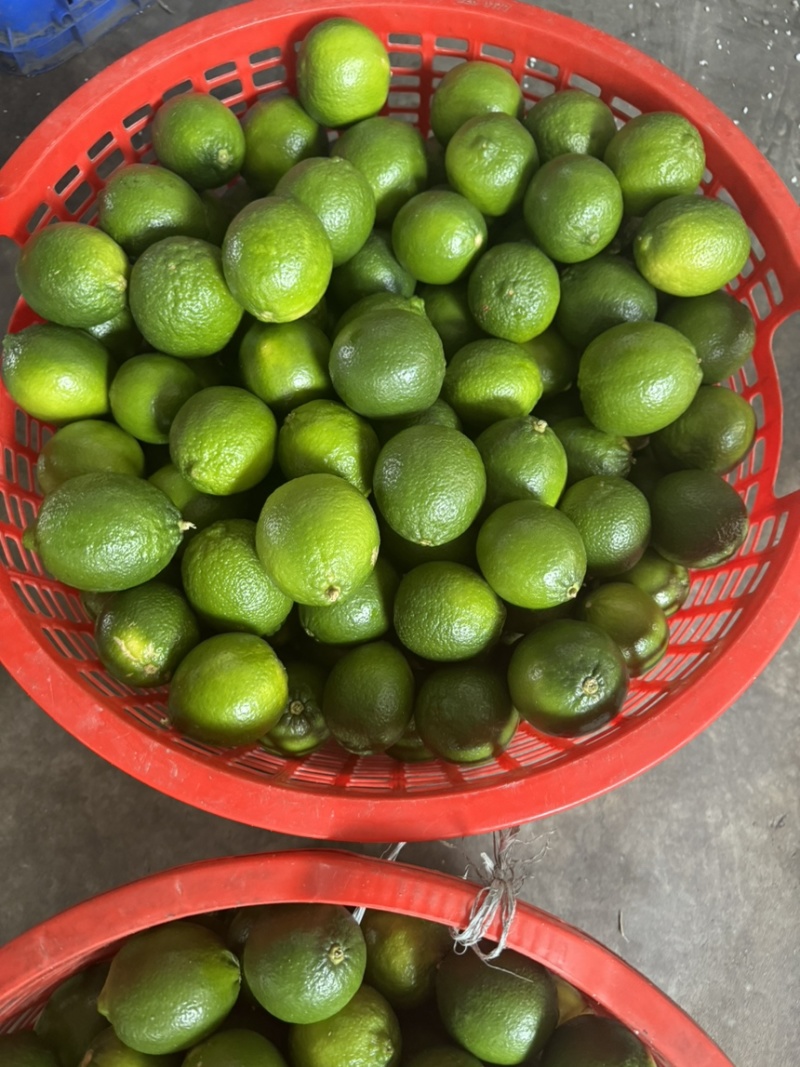 无子青柠