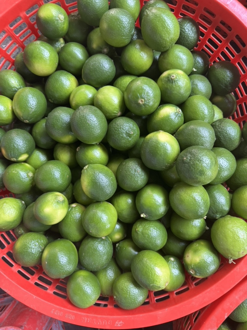 无子青柠