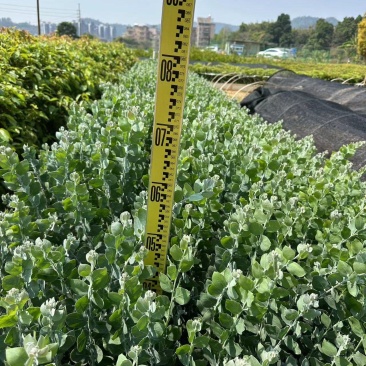 银叶金合欢园林绿化苗庭院绿植苗造林苗花卉苗
