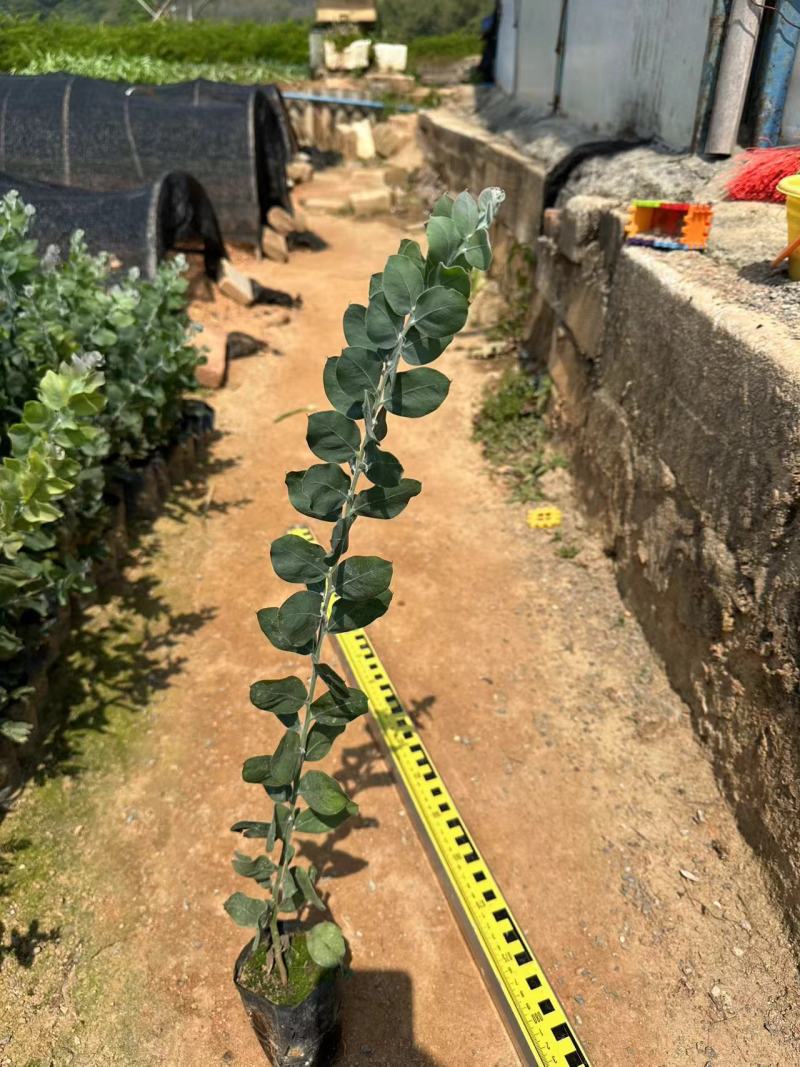 银叶金合欢园林绿化苗庭院绿植苗造林苗花卉苗