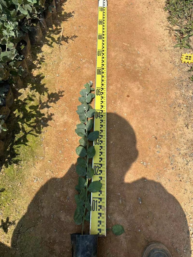 银叶金合欢园林绿化苗庭院绿植苗造林苗花卉苗