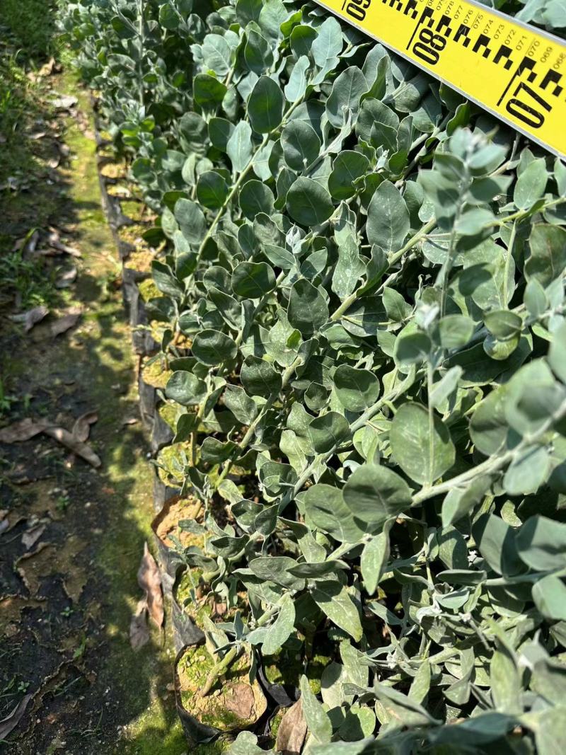 银叶金合欢园林绿化苗庭院绿植苗造林苗花卉苗