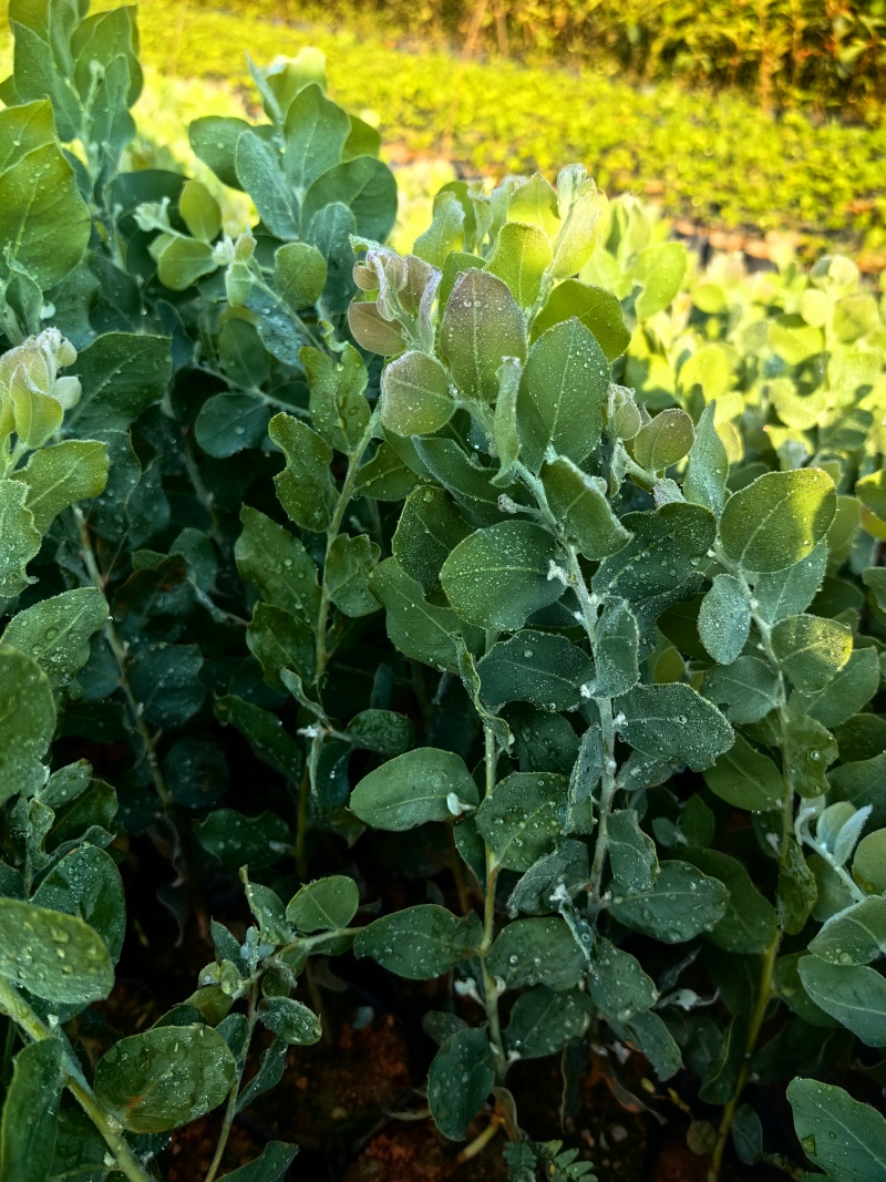 银叶金合欢园林绿化苗庭院绿植苗造林苗花卉苗