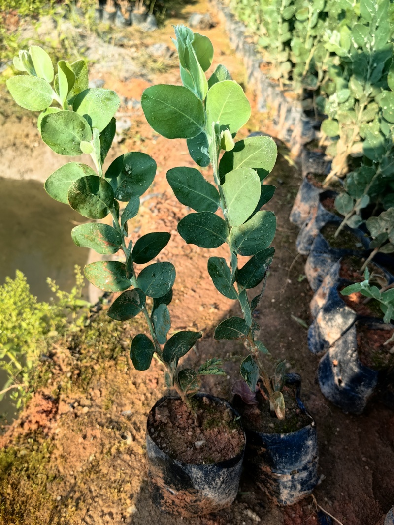 银叶金合欢园林绿化苗庭院绿植苗造林苗花卉苗