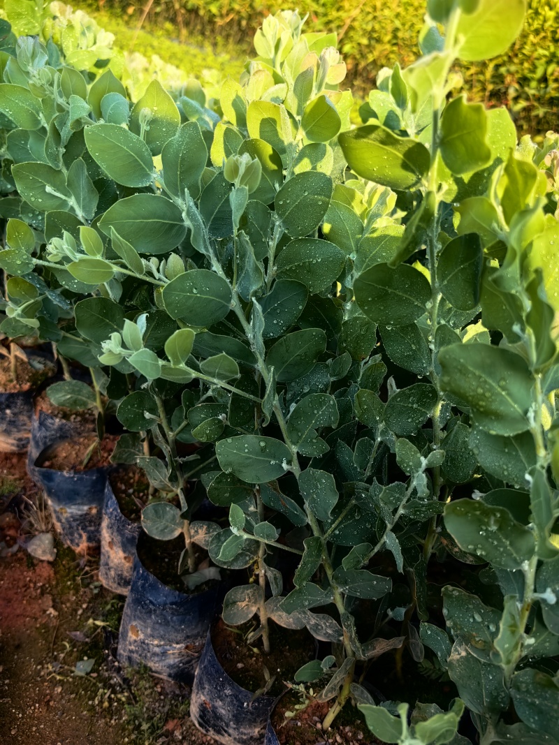 银叶金合欢园林绿化苗庭院绿植苗造林苗花卉苗