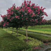 基地大量出售2-15公分紫薇，独杆紫薇，丛生紫薇