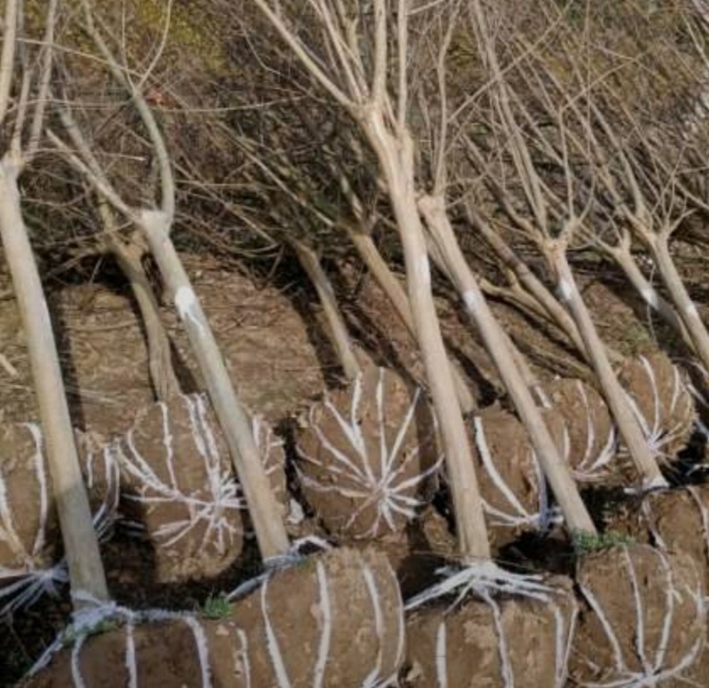 基地大量出售2-15公分紫薇，独杆紫薇，丛生紫薇