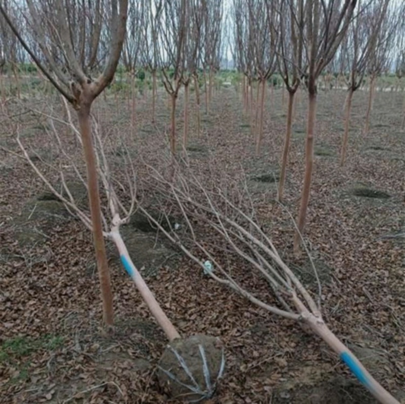 基地大量出售2-15公分紫薇，独杆紫薇，丛生紫薇