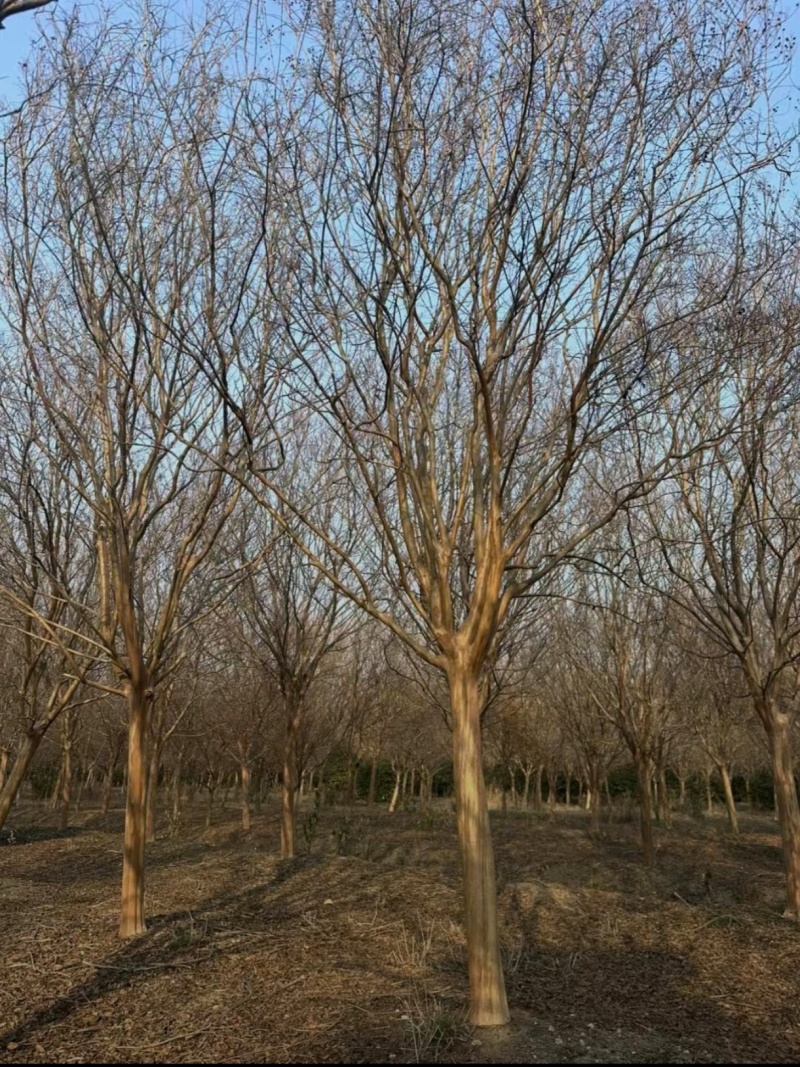 基地大量出售2-15公分紫薇，独杆紫薇，丛生紫薇