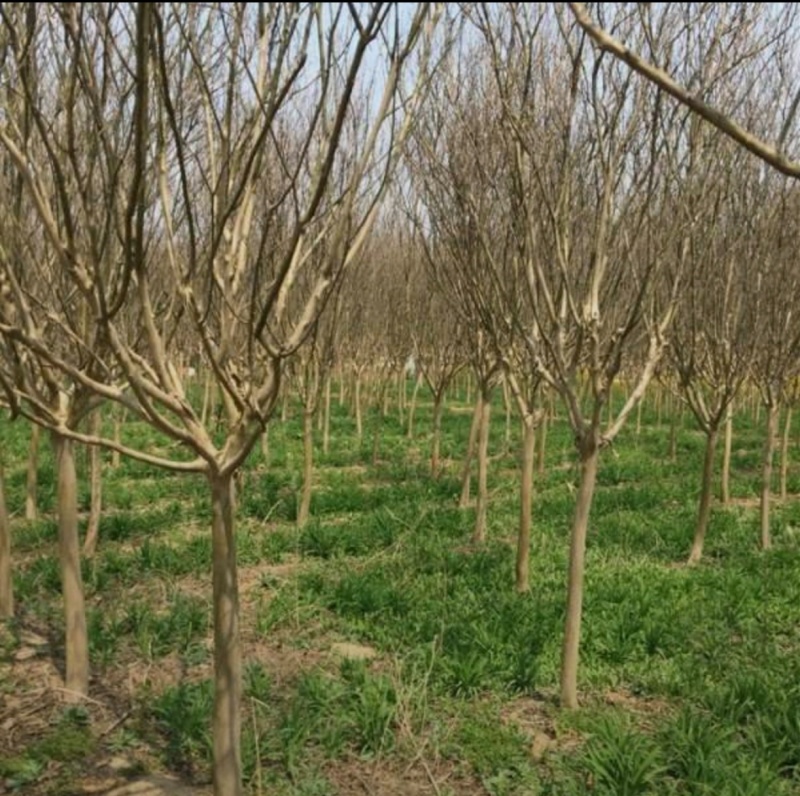 基地大量出售2-15公分紫薇，独杆紫薇，丛生紫薇