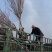 基地大量出售2-15公分紫薇，独杆紫薇，丛生紫薇