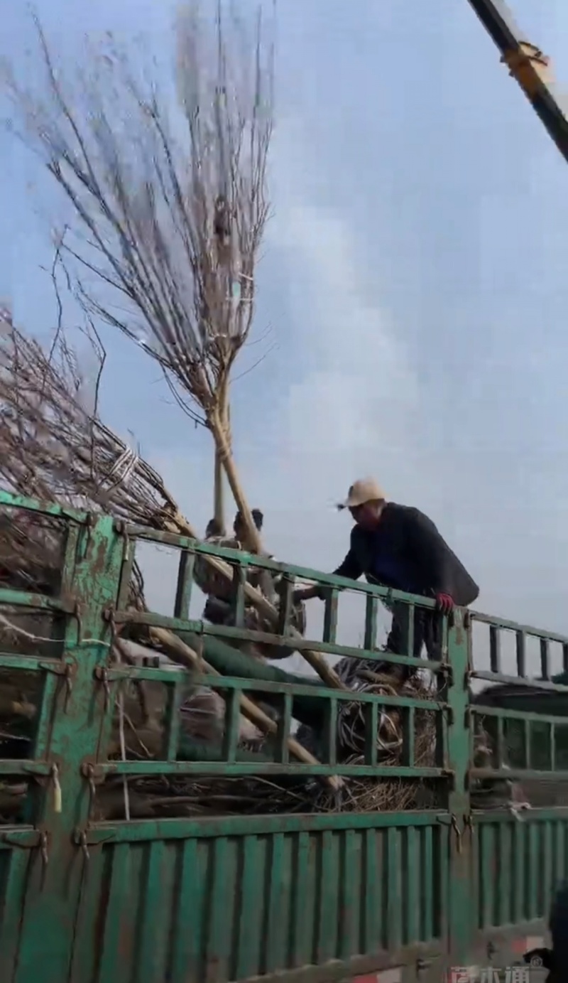 基地大量出售2-15公分紫薇，独杆紫薇，丛生紫薇