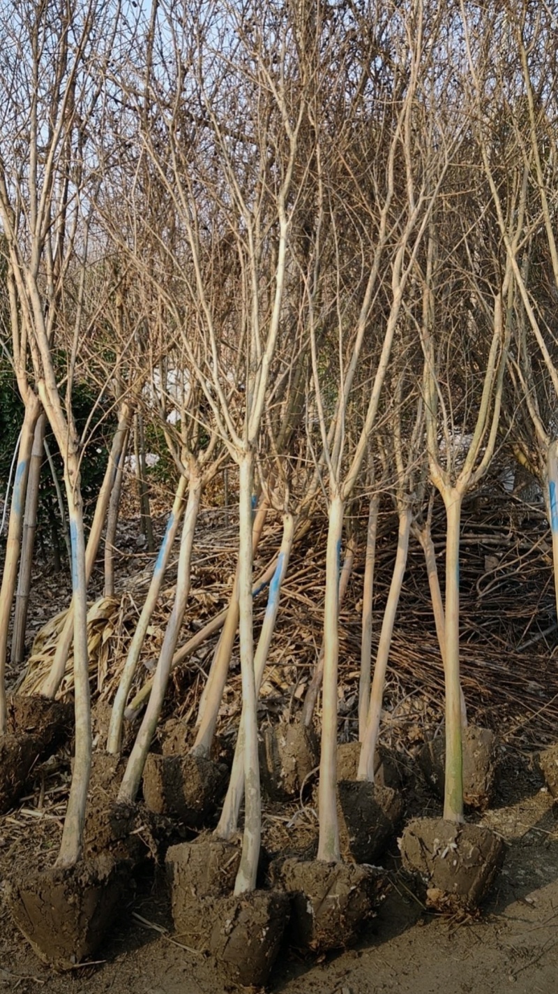 基地大量出售2-15公分紫薇，独杆紫薇，丛生紫薇