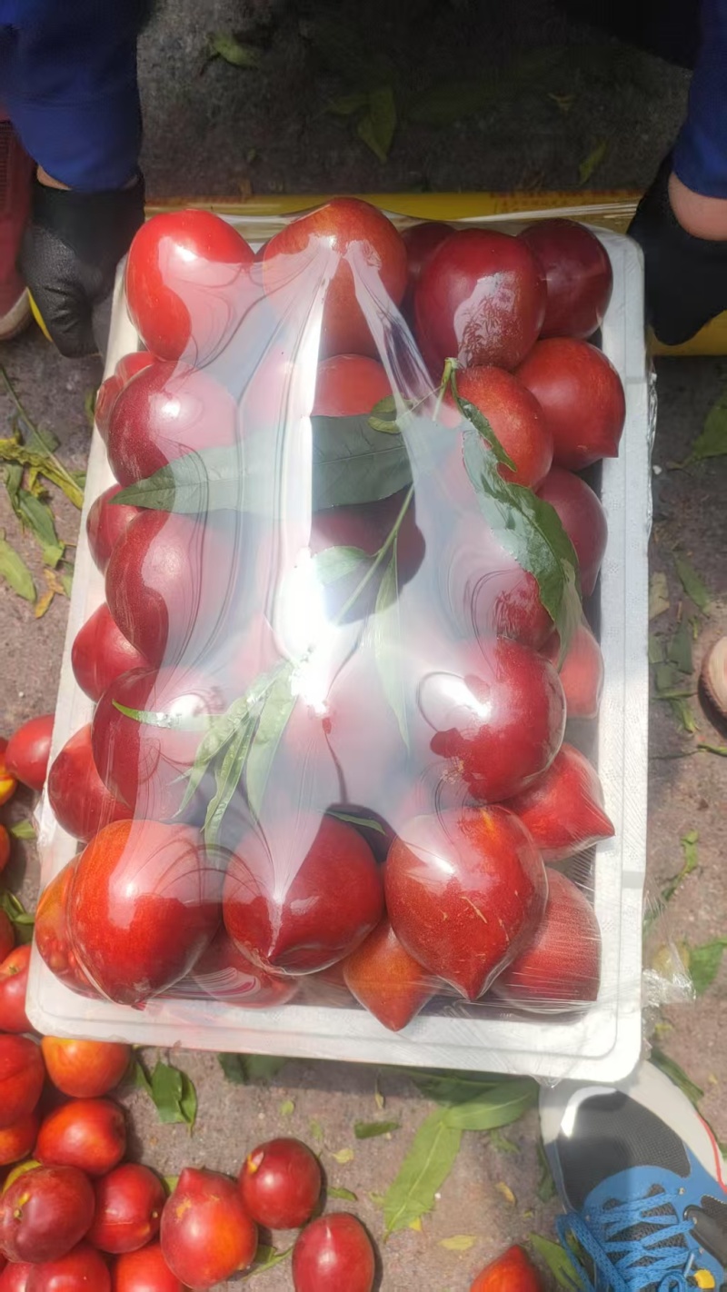 辽宁油桃红油桃大量上市，红皮黄肉颜色好皮毛亮，口感超甜