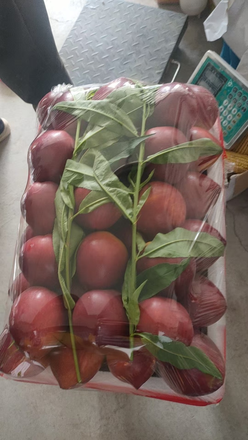 辽宁油桃红油桃大量上市，红皮黄肉颜色好皮毛亮，口感超甜