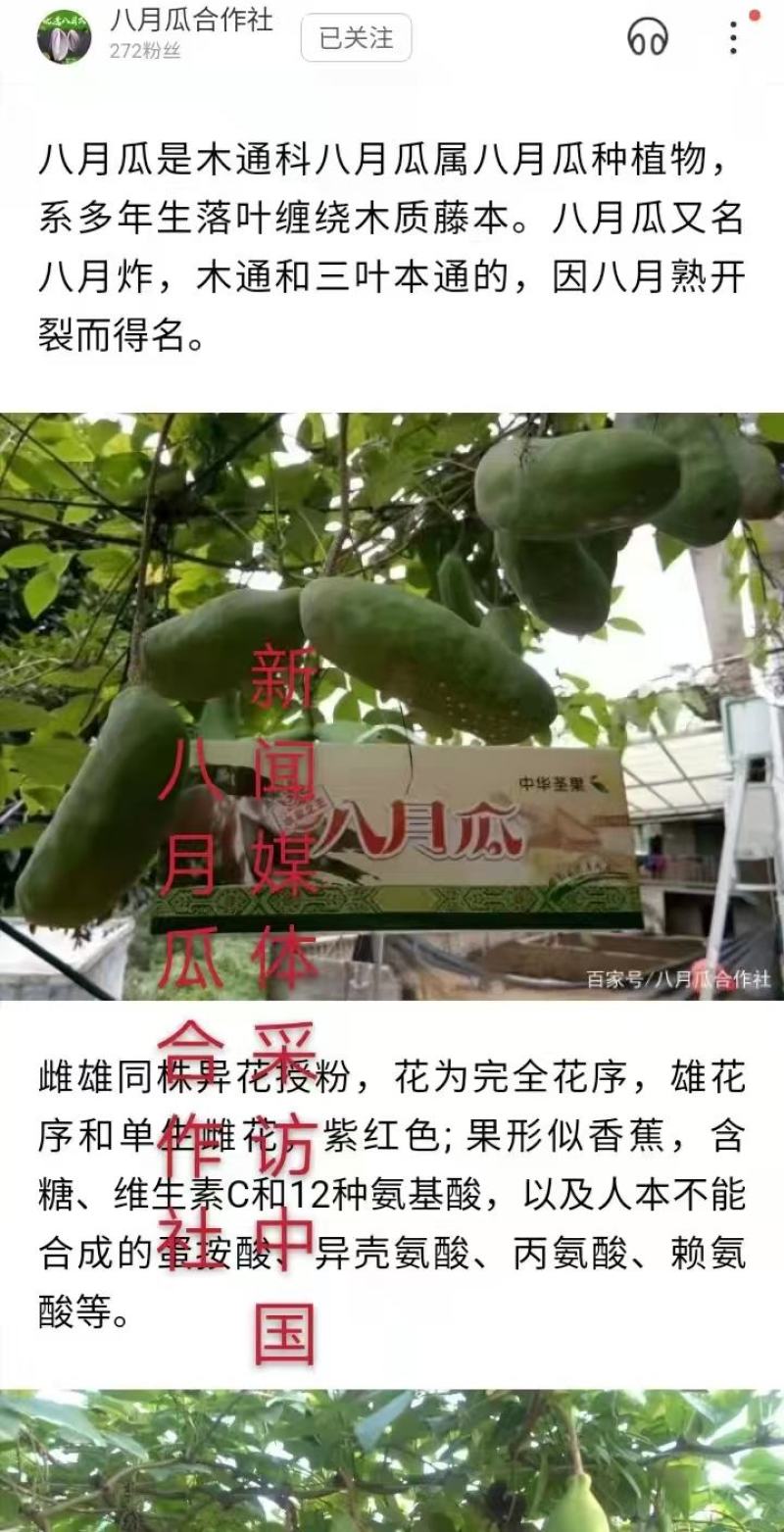 （真无籽贵）无籽八月瓜苗合作社基地批发丁社长正宗无籽