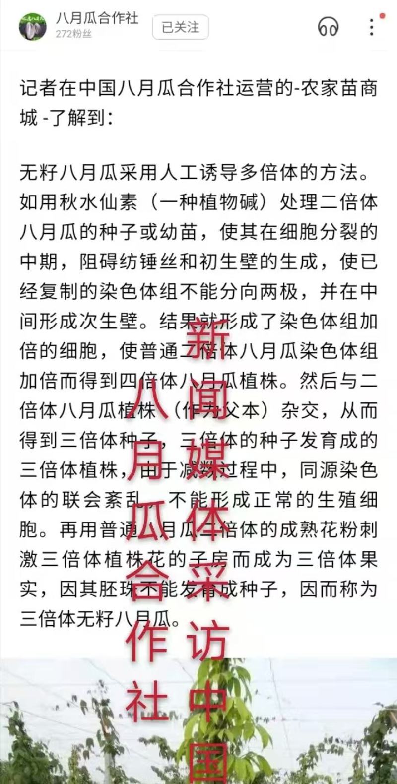 （真无籽贵）无籽八月瓜苗合作社基地批发丁社长正宗无籽
