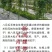 （真无籽贵）无籽八月瓜苗合作社基地批发丁社长正宗无籽