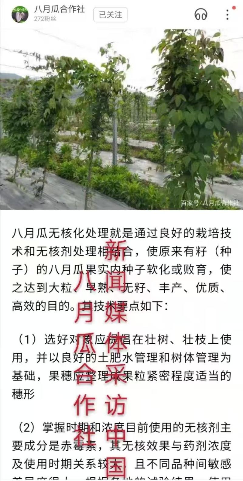 （真无籽贵）无籽八月瓜苗合作社基地批发丁社长正宗无籽