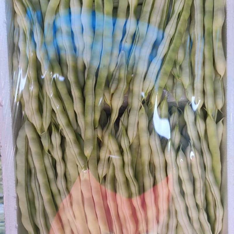 白不老