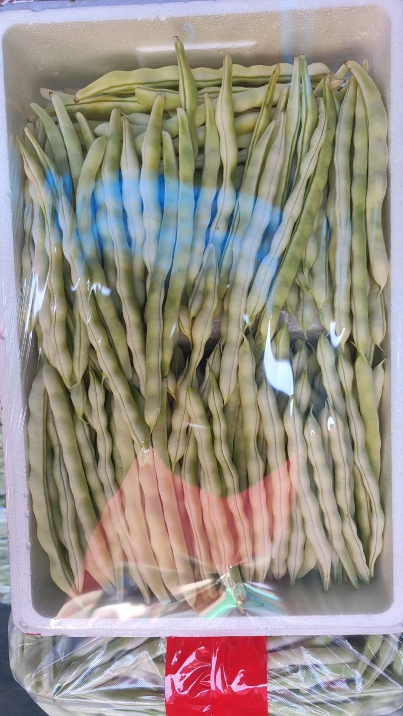 白不老