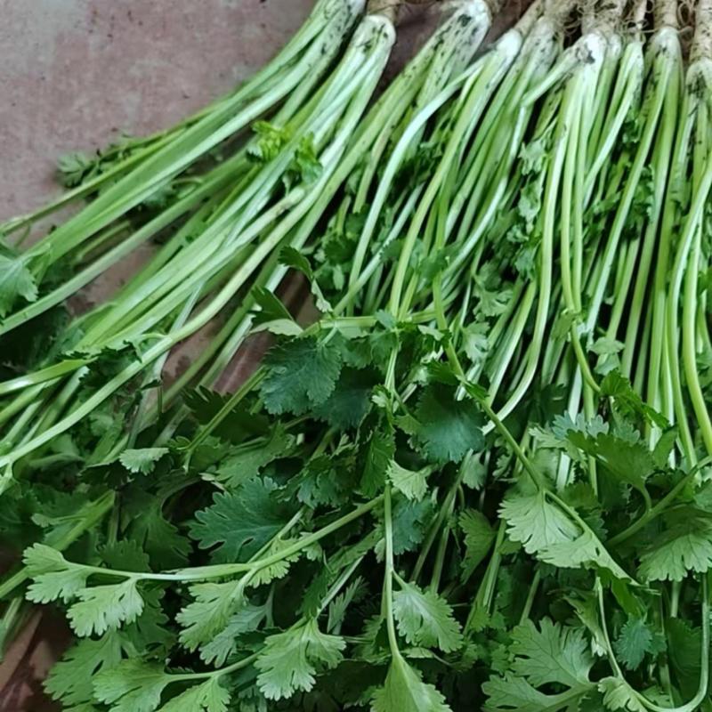 精品香菜打捆打泡沫箱净菜加工欢迎来电洽谈合作