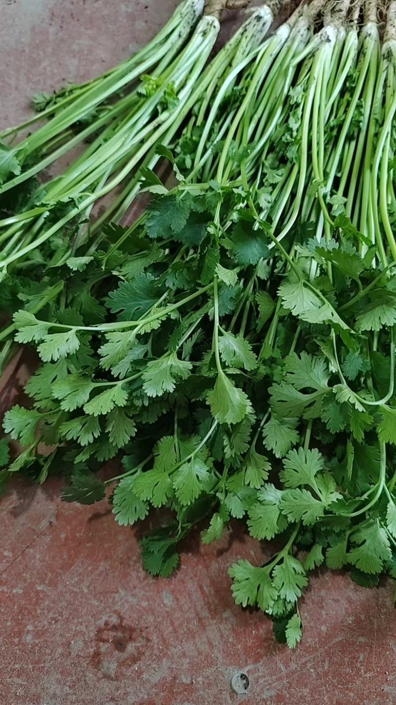 精品香菜打捆打泡沫箱净菜加工欢迎来电洽谈合作