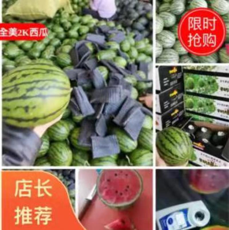 早春红玉头茬瓜，产地直供，支持看货保质保量原棚直供