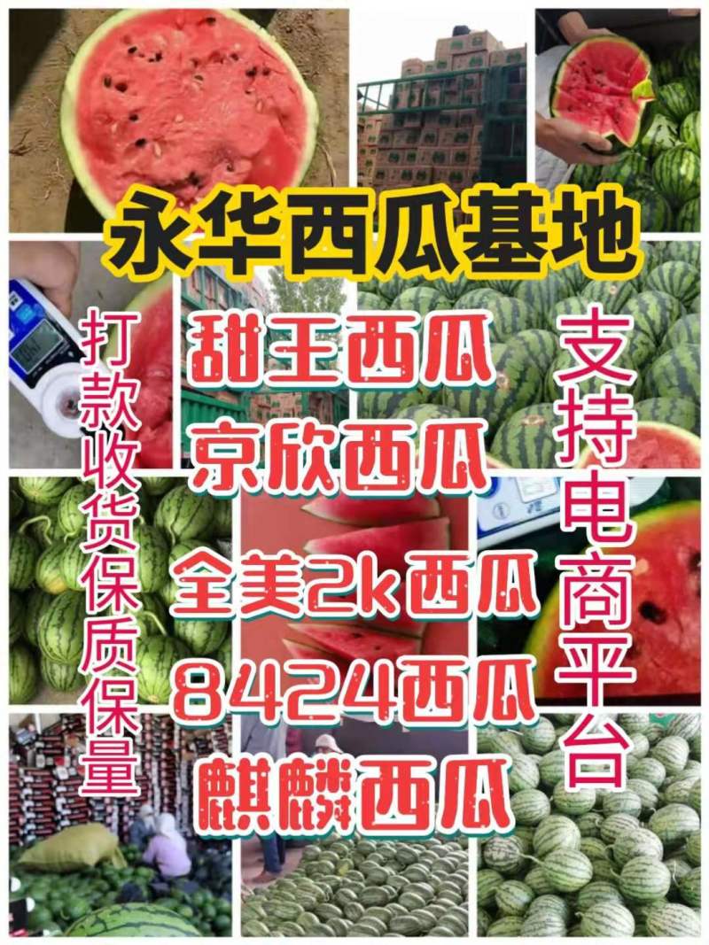 早春红玉头茬瓜，产地直供，支持看货保质保量原棚直供