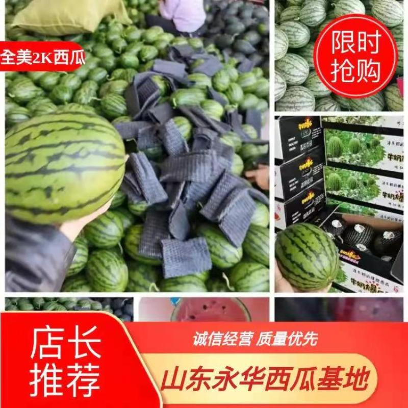 早春红玉头茬瓜，产地直供，支持看货保质保量原棚直供