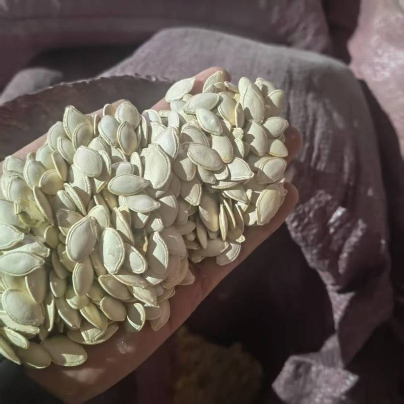 南瓜子当年新货一炒二炒拨仁！全国可发对接各大商超