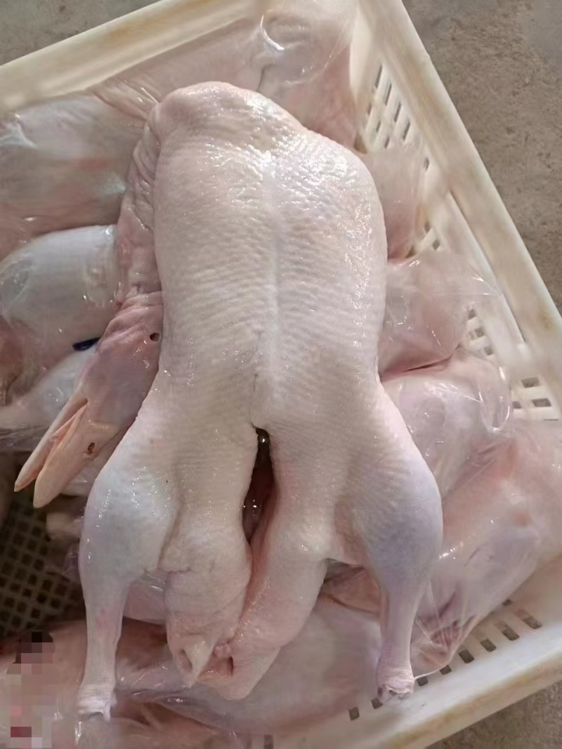 白条鸭