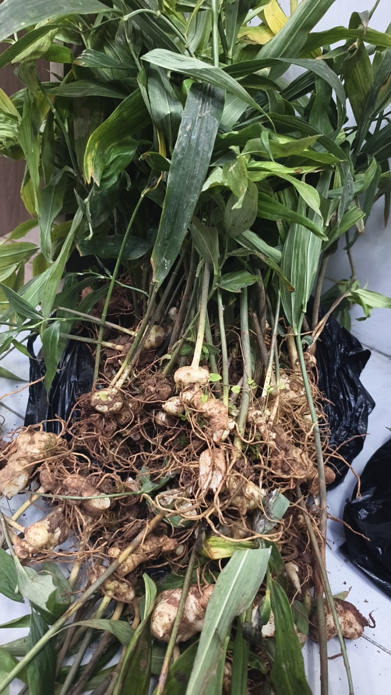 黄精不倒苗中药材黄精种植基地一手源头基地