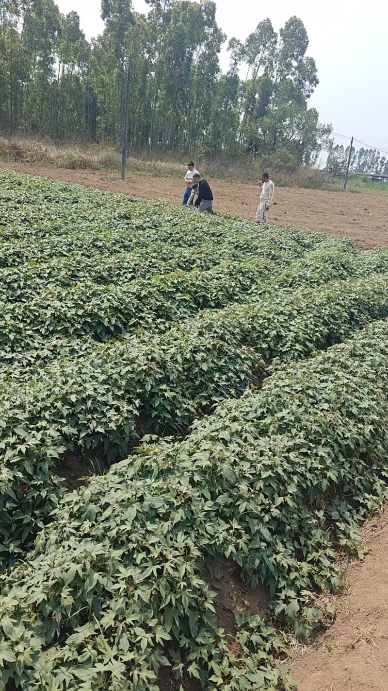 小花叶二代苗008苗五爪金龙苗大量上市