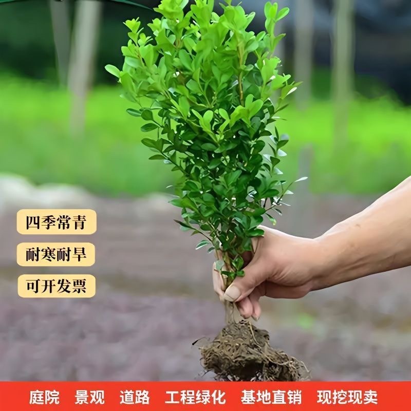 小叶黄杨四季耐寒绿化植物篱笆