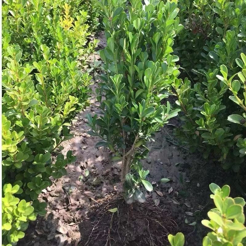 小叶黄杨四季耐寒绿化植物篱笆