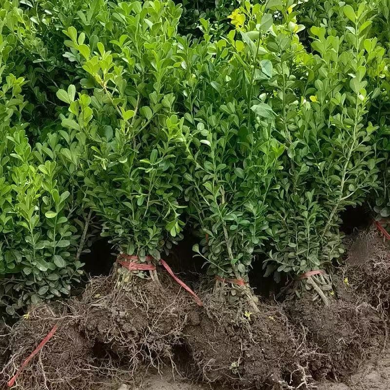 小叶黄杨四季耐寒绿化植物篱笆
