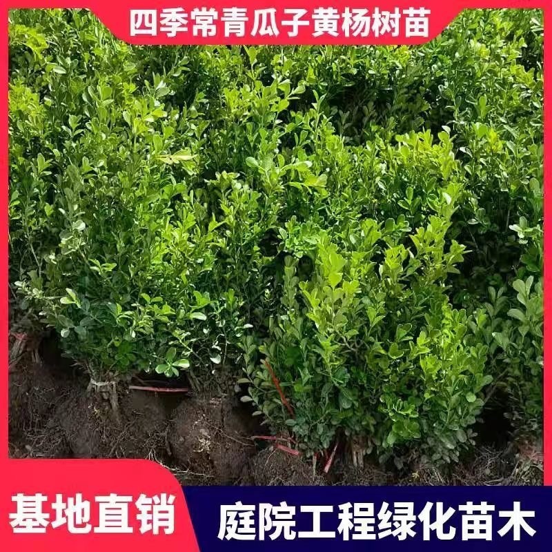 小叶黄杨四季耐寒绿化植物篱笆