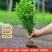 小叶黄杨四季耐寒绿化植物篱笆