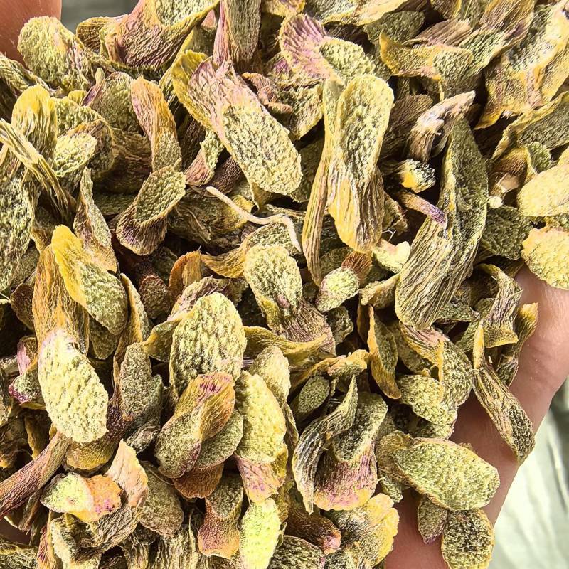 铁皮石斛