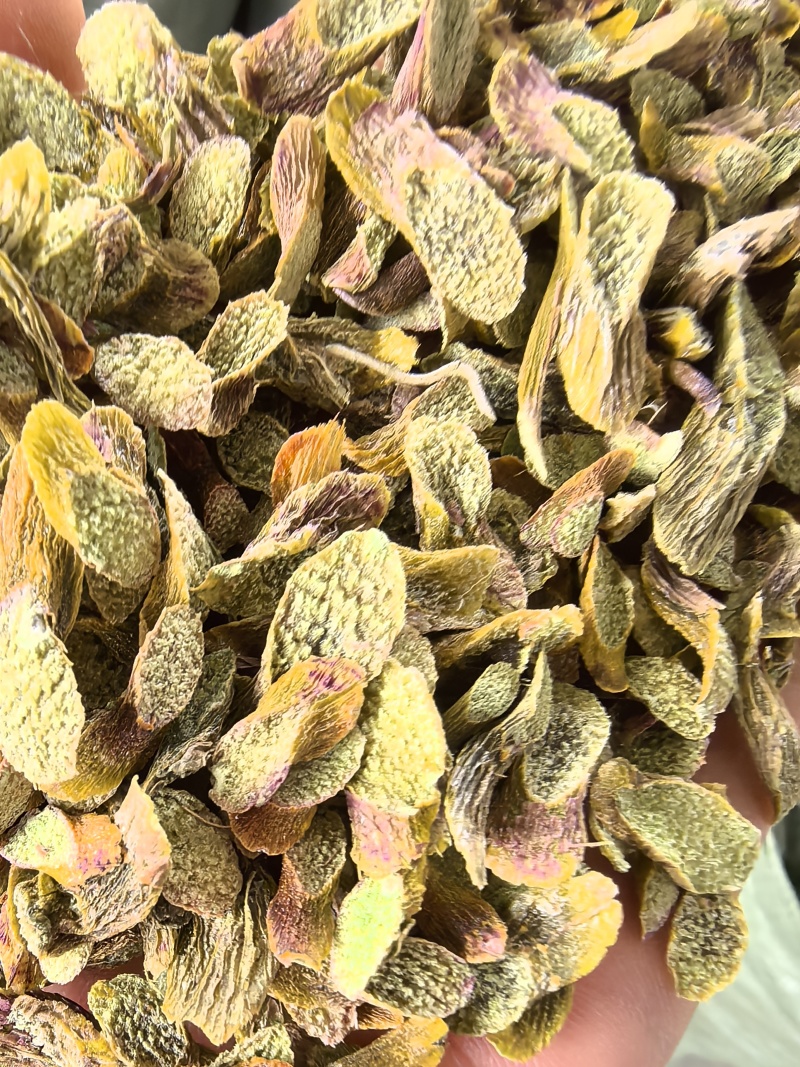 铁皮石斛