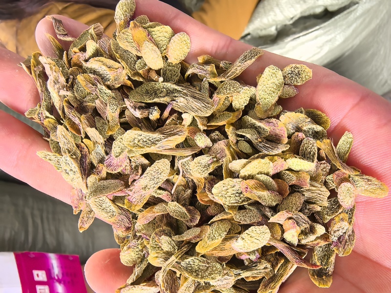 铁皮石斛