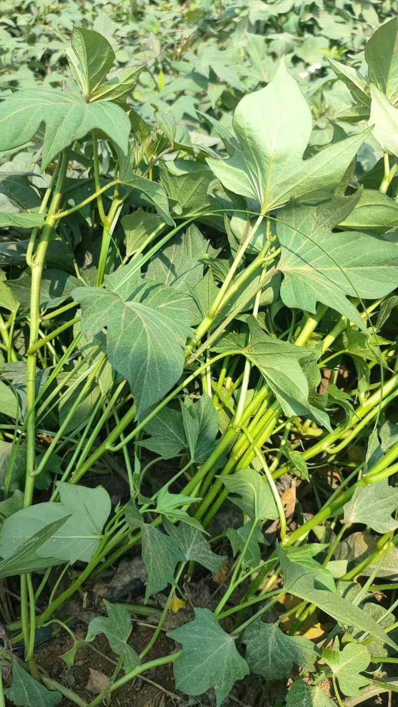小花叶二代苗008苗五爪金龙苗大量上市
