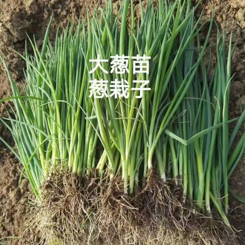 大葱苗，章丘大葱苗，刚葱铁杆大葱