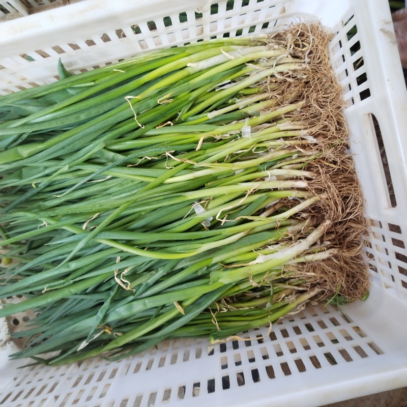 大葱苗，章丘大葱苗，刚葱铁杆大葱