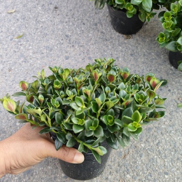 红色金鱼吊兰，金鱼吊带