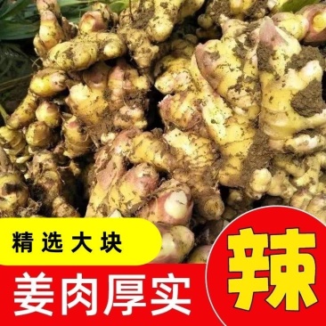 【精选】贵州生姜小黄姜量大从优对接商超团购供应链一条龙服